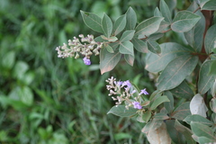 Vitex trifolia